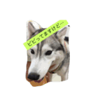 husky72（個別スタンプ：7）