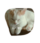 Pero*the puss in boots（個別スタンプ：2）