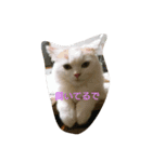 Pero*the puss in boots（個別スタンプ：3）