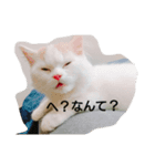 Pero*the puss in boots（個別スタンプ：5）