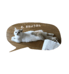 Pero*the puss in boots（個別スタンプ：8）