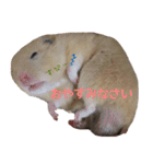 hamuster stamp 1（個別スタンプ：1）
