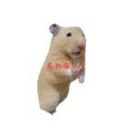 hamuster stamp 1（個別スタンプ：5）