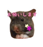 hamuster stamp 1（個別スタンプ：8）