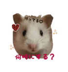hamuster stamp 1（個別スタンプ：13）