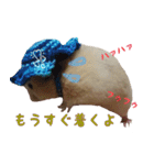 hamuster stamp 1（個別スタンプ：15）