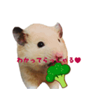 hamuster stamp 1（個別スタンプ：19）
