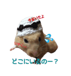 hamuster stamp 1（個別スタンプ：22）