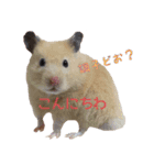 hamuster stamp 1（個別スタンプ：23）