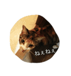 にゃんこ達の日常~構って編~（個別スタンプ：1）