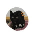 にゃんこ達の日常~構って編~（個別スタンプ：3）