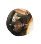 にゃんこ達の日常~構って編~（個別スタンプ：6）