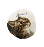 にゃんこ達の日常~構って編~（個別スタンプ：13）