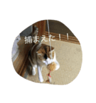 にゃんこ達の日常~構って編~（個別スタンプ：21）