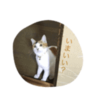 にゃんこ達の日常~構って編~（個別スタンプ：24）