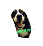 I love my dogs（個別スタンプ：1）