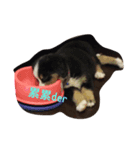 I love my dogs（個別スタンプ：3）