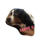 I love my dogs（個別スタンプ：4）