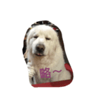 I love my dogs（個別スタンプ：6）