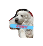I love my dogs（個別スタンプ：7）