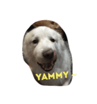 I love my dogs（個別スタンプ：8）