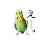 ずんぴこ。（可愛いセキセイインコ）その2（個別スタンプ：1）
