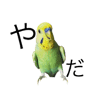 ずんぴこ。（可愛いセキセイインコ）その2（個別スタンプ：2）