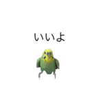 ずんぴこ。（可愛いセキセイインコ）その2（個別スタンプ：4）
