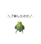 ずんぴこ。（可愛いセキセイインコ）その2（個別スタンプ：6）