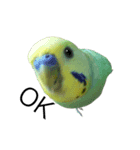 ずんぴこ。（可愛いセキセイインコ）その2（個別スタンプ：7）