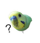 ずんぴこ。（可愛いセキセイインコ）その2（個別スタンプ：8）