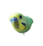 ずんぴこ。（可愛いセキセイインコ）その2（個別スタンプ：9）
