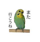 ずんぴこ。（可愛いセキセイインコ）その2（個別スタンプ：11）