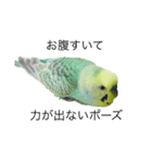 ずんぴこ。（可愛いセキセイインコ）その2（個別スタンプ：12）