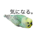 ずんぴこ。（可愛いセキセイインコ）その2（個別スタンプ：13）