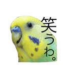 ずんぴこ。（可愛いセキセイインコ）その2（個別スタンプ：14）