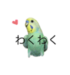 ずんぴこ。（可愛いセキセイインコ）その2（個別スタンプ：15）