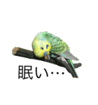ずんぴこ。（可愛いセキセイインコ）その2（個別スタンプ：16）