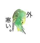 ずんぴこ。（可愛いセキセイインコ）その2（個別スタンプ：17）