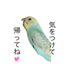 ずんぴこ。（可愛いセキセイインコ）その2（個別スタンプ：21）