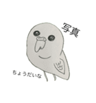 ずんぴこ。（可愛いセキセイインコ）その2（個別スタンプ：23）