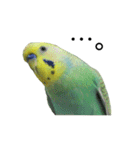ずんぴこ。（可愛いセキセイインコ）その2（個別スタンプ：25）
