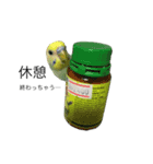 ずんぴこ。（可愛いセキセイインコ）その2（個別スタンプ：26）