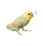 ずんぴこ。（可愛いセキセイインコ）その2（個別スタンプ：29）