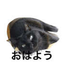 猫生活（個別スタンプ：1）