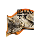 猫生活（個別スタンプ：2）