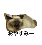 猫生活（個別スタンプ：3）
