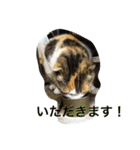 猫生活（個別スタンプ：5）