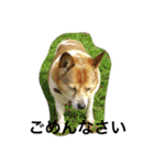 猫生活（個別スタンプ：6）