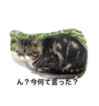 猫生活（個別スタンプ：7）